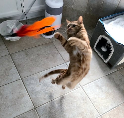 BUBBLES (BONDED WITH CLEOCATRA) - Domestic Short Hair / American Shorthair available for adoption