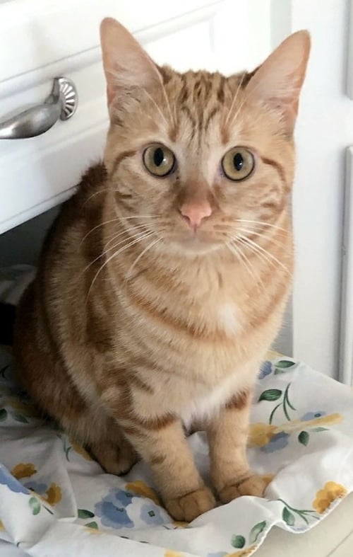 BUBBLES (BONDED WITH CLEOCATRA) - Domestic Short Hair / American Shorthair available for adoption
