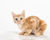 Bubbles (bonded with Cleocatra) - Photo 6