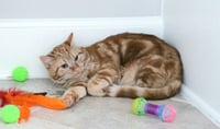 Bubbles (bonded with Cleocatra) - Photo 5