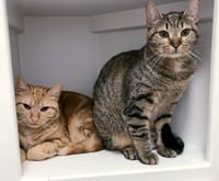 Bubbles (bonded with Cleocatra) - Photo 8