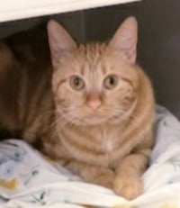 Bubbles (bonded with Cleocatra) - Photo 7