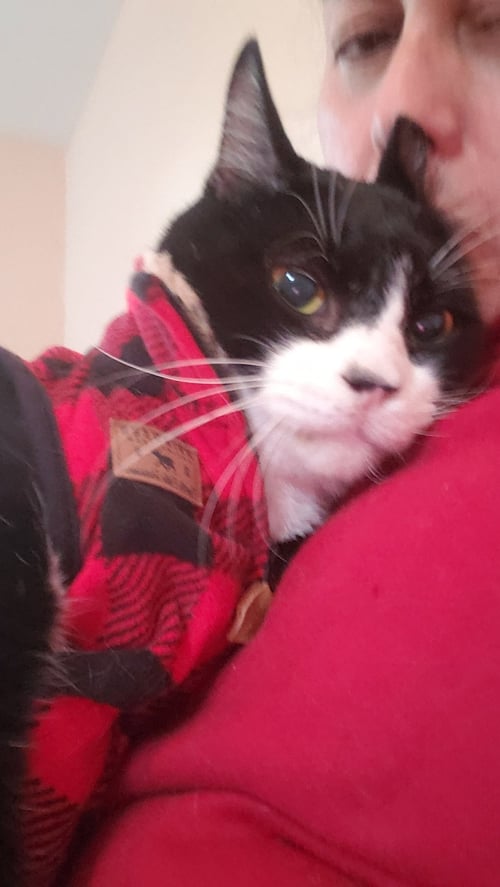 KENDALL - Tuxedo / Domestic Short Hair available for adoption