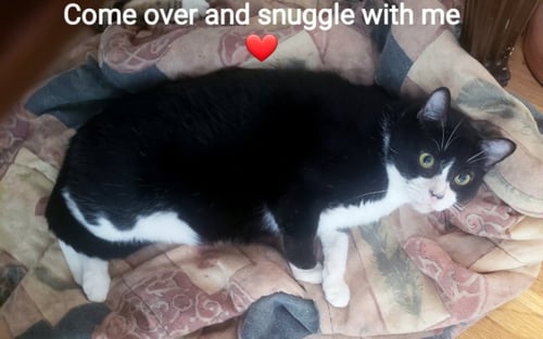 KENDALL - Tuxedo / Domestic Short Hair available for adoption