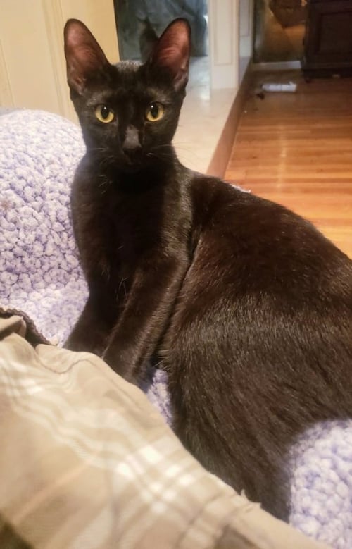 OLIVIA - Bombay / Domestic Short Hair for adoption in Houston