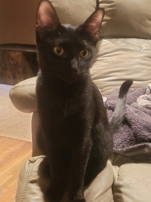 OLIVIA - Bombay / Domestic Short Hair available for adoption