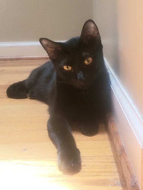 OLIVIA - Bombay / Domestic Short Hair available for adoption