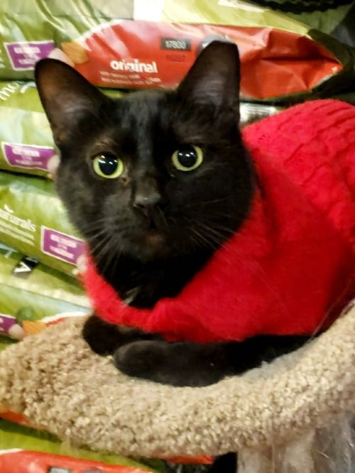 JUAN CAMILO - Bombay / Domestic Short Hair available for adoption
