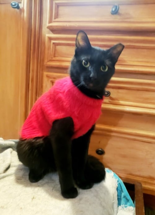 JUAN CAMILO - Bombay / Domestic Short Hair available for adoption