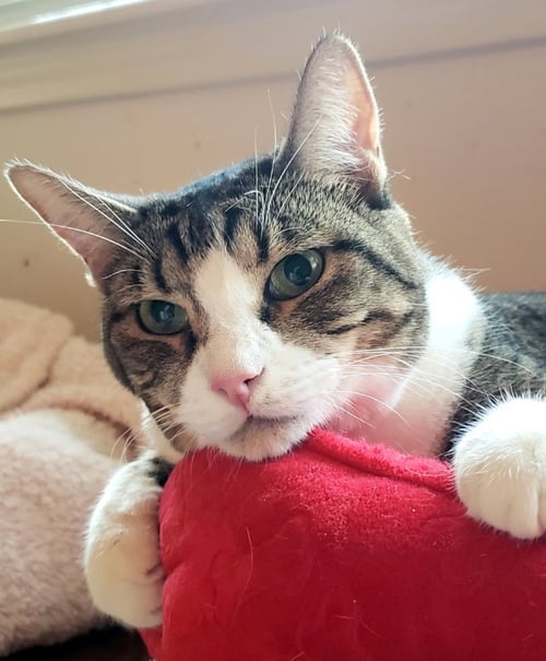 ALEXA - Domestic Short Hair available for adoption