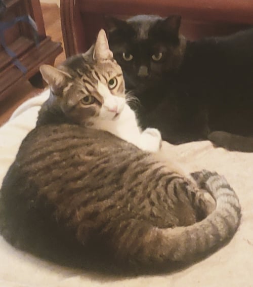 ALEXA - Domestic Short Hair available for adoption