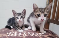 Nelson - Photo 3