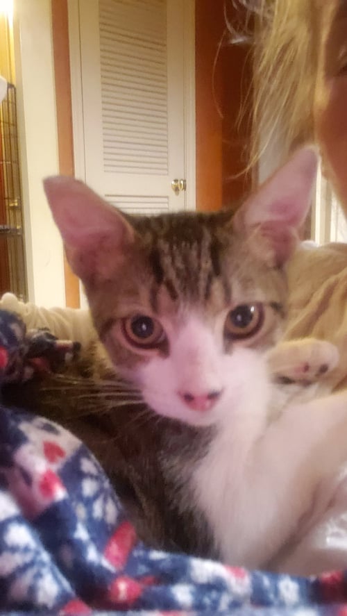 NELSON - Domestic Short Hair available for adoption