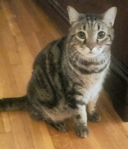 PAPI - American Shorthair / Domestic Short Hair available for adoption