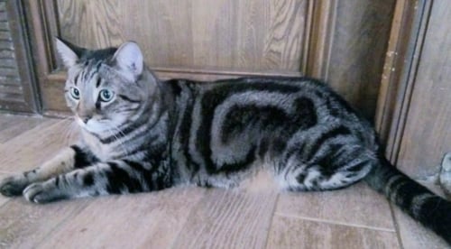 PAPI - American Shorthair / Domestic Short Hair available for adoption