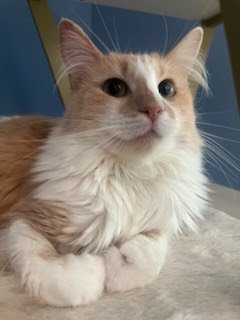 TAYLOR SWIFT - Domestic Medium Hair available for adoption