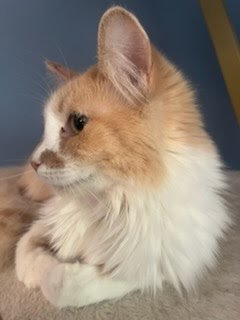 TAYLOR SWIFT - Domestic Medium Hair available for adoption