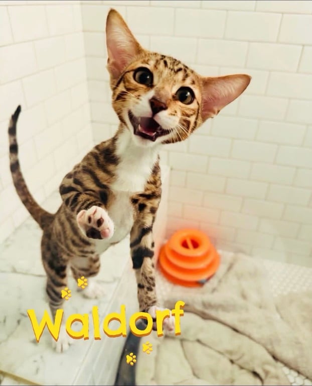 Waldorf Image