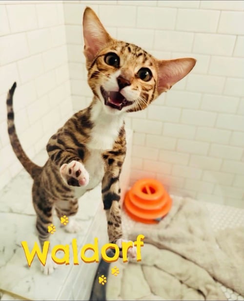 WALDORF - Domestic Short Hair / Bengal available for adoption