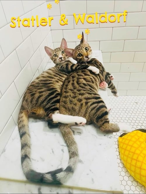 WALDORF - Domestic Short Hair / Bengal available for adoption