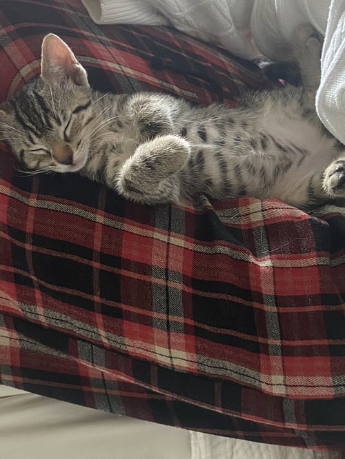 TEXAS - Domestic Short Hair available for adoption