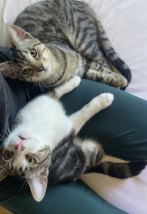 TEXAS - Domestic Short Hair available for adoption