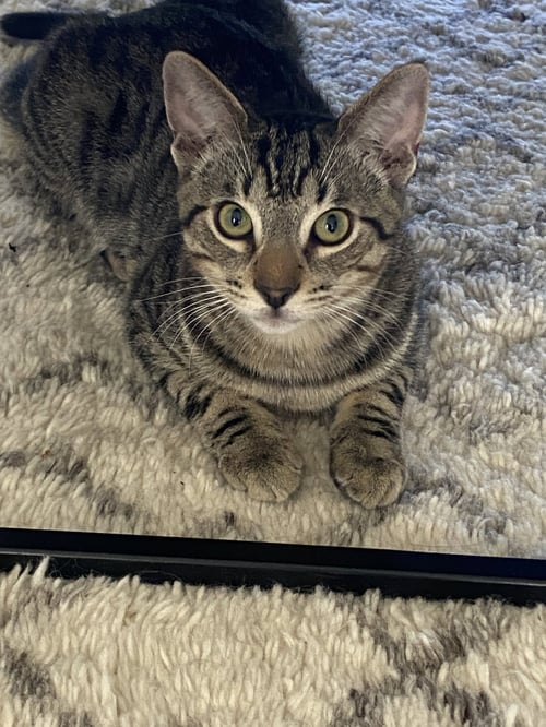 TEXAS - Domestic Short Hair available for adoption