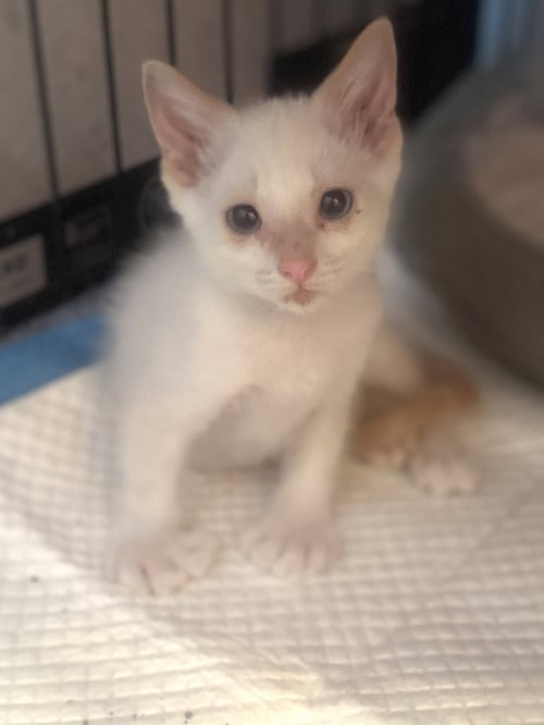 WILEY CREAMER - Siamese available for adoption