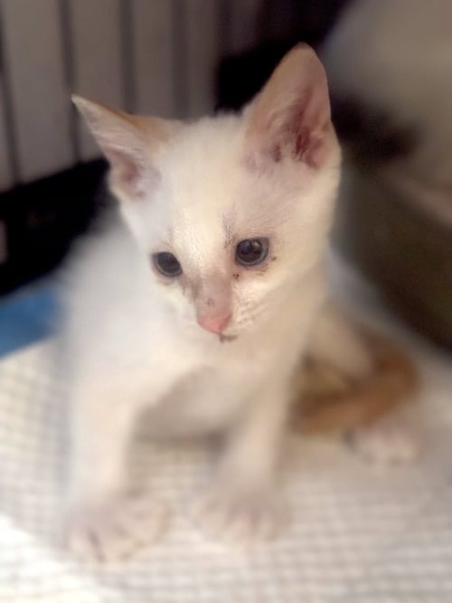 WILEY CREAMER - Siamese available for adoption