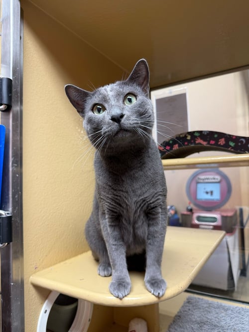 SAL - Domestic Short Hair / Russian Blue available for adoption