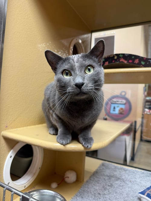 SAL - Domestic Short Hair / Russian Blue available for adoption