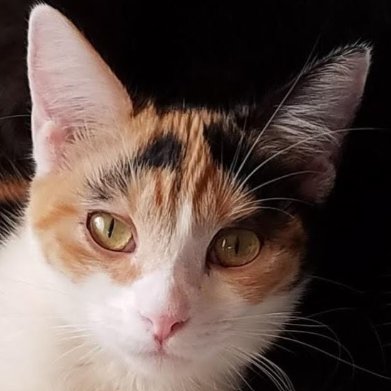 ROSIE (WILMA) - Domestic Short Hair / Calico available for adoption
