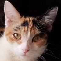 Rosie (Wilma) - Photo 1