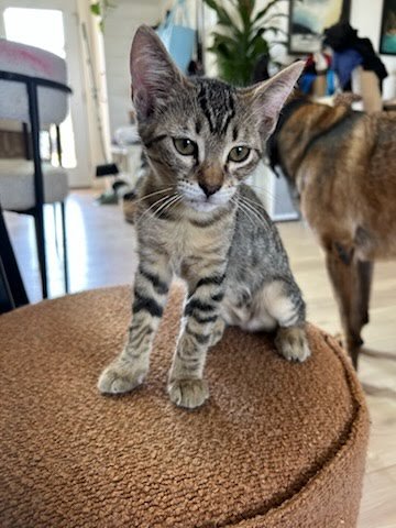 NICCOLITE (NICO) - Domestic Short Hair available for adoption
