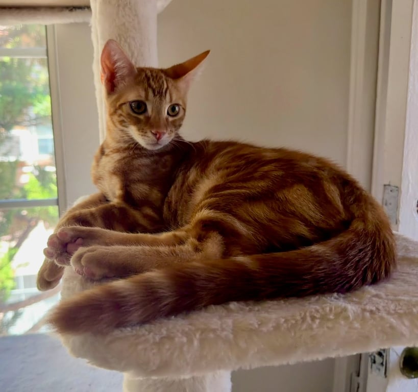 Jasper Image