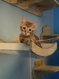 Jasper - Photo 4