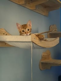 Jasper - Photo 3