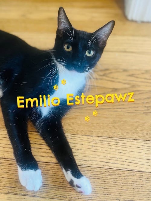 EMILIO ESTEPAWZ - Domestic Short Hair / Tuxedo available for adoption