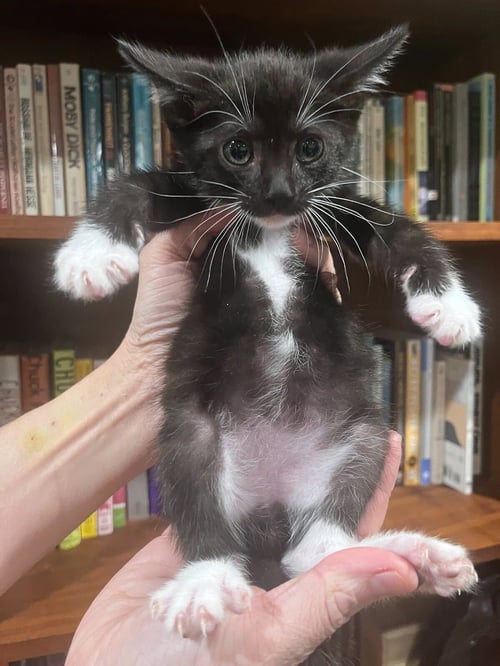 EMILIO ESTEPAWZ - Domestic Short Hair / Tuxedo available for adoption