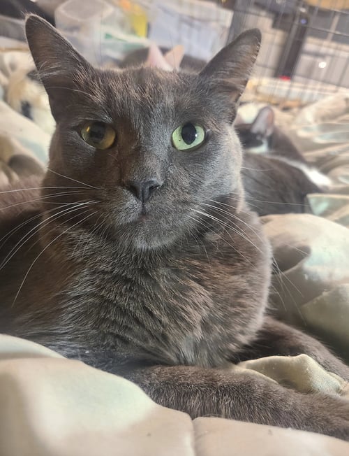 WHISKEY - Domestic Short Hair / Russian Blue available for adoption