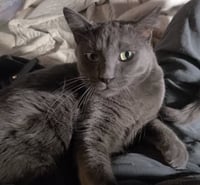 Whiskey - Photo 2