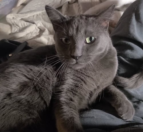 WHISKEY - Domestic Short Hair / Russian Blue available for adoption