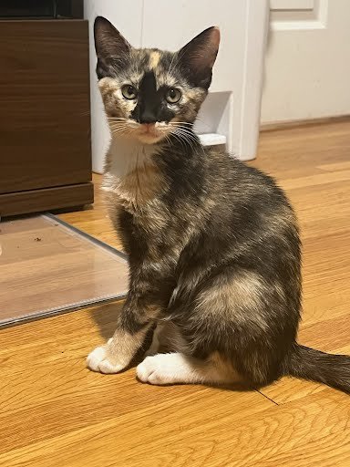 ROSEMARY - Domestic Short Hair / Tortoiseshell available for adoption