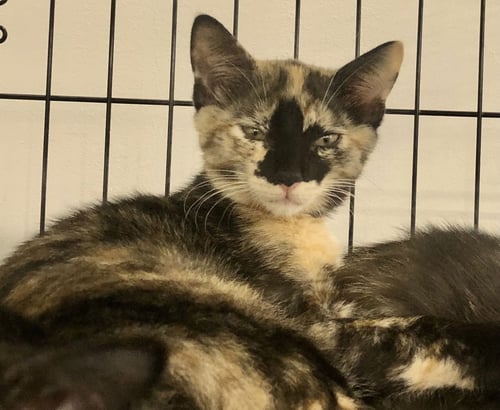 ROSEMARY - Domestic Short Hair / Tortoiseshell available for adoption