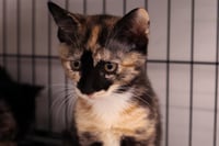 Rosemary - Photo 4