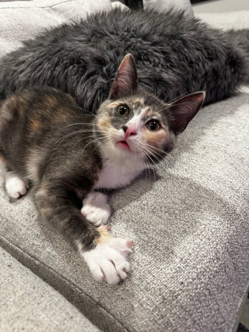 CAROLINA - Domestic Short Hair available for adoption