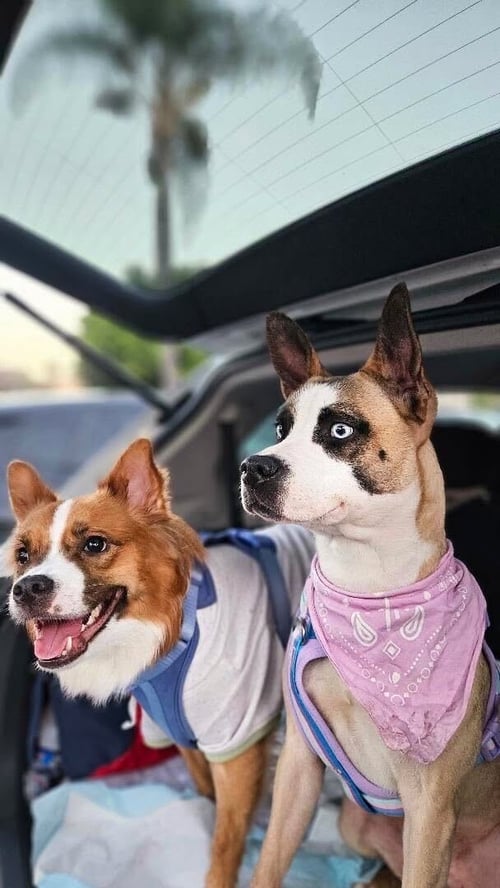 ELI - Boxer / Pit Bull Terrier available for adoption