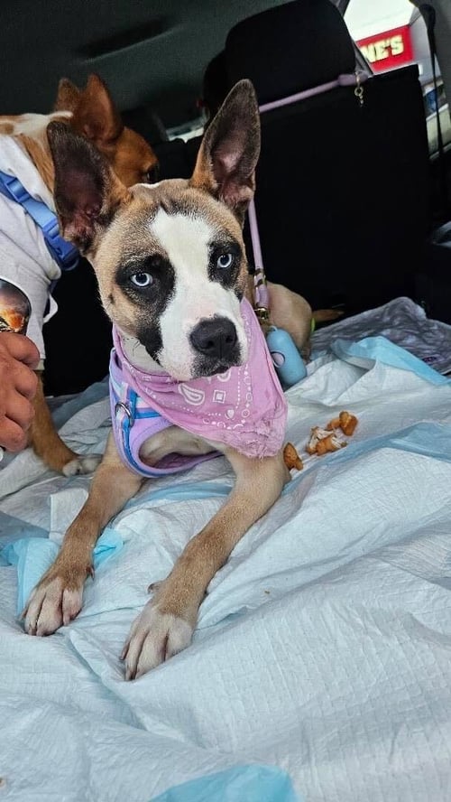 ELI - Boxer / Pit Bull Terrier available for adoption