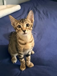 Tiger - Photo 4