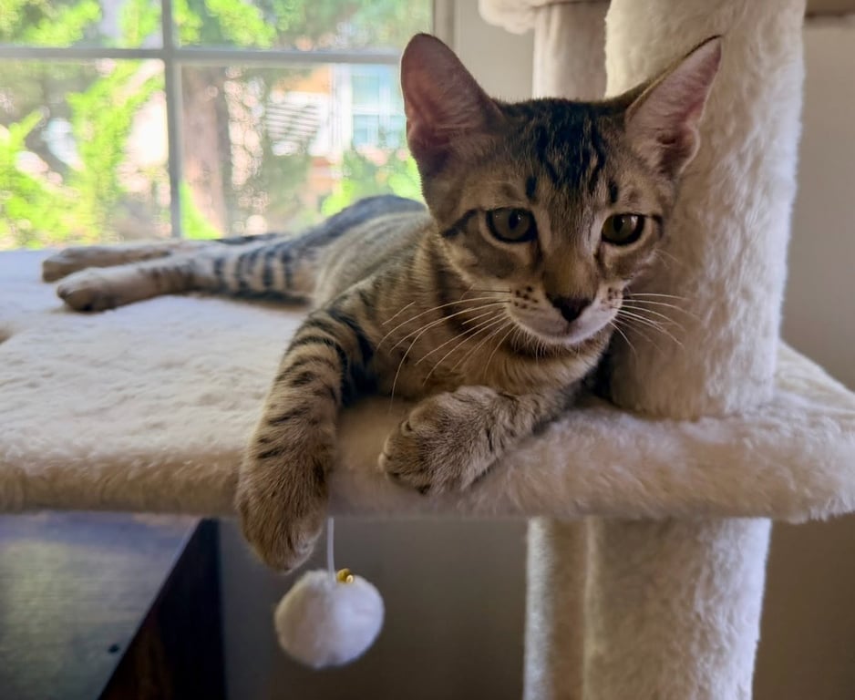 Tiger Image